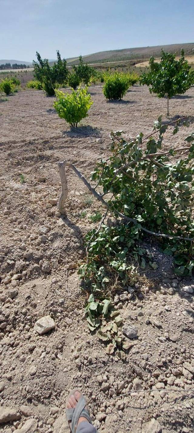 Birecik Çoğan Köyü 11