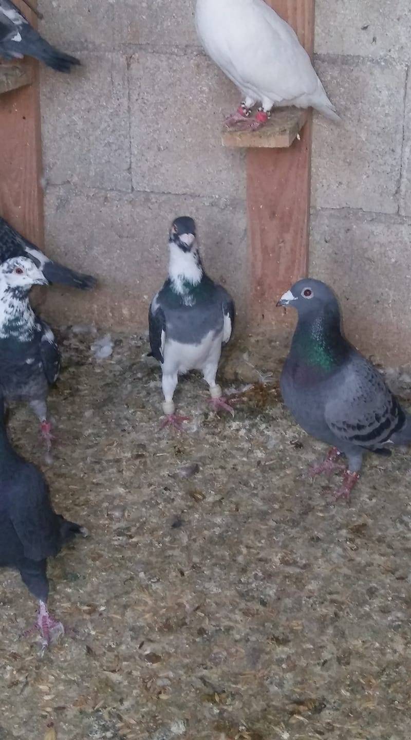 Birecik Çoğan Köyü 9