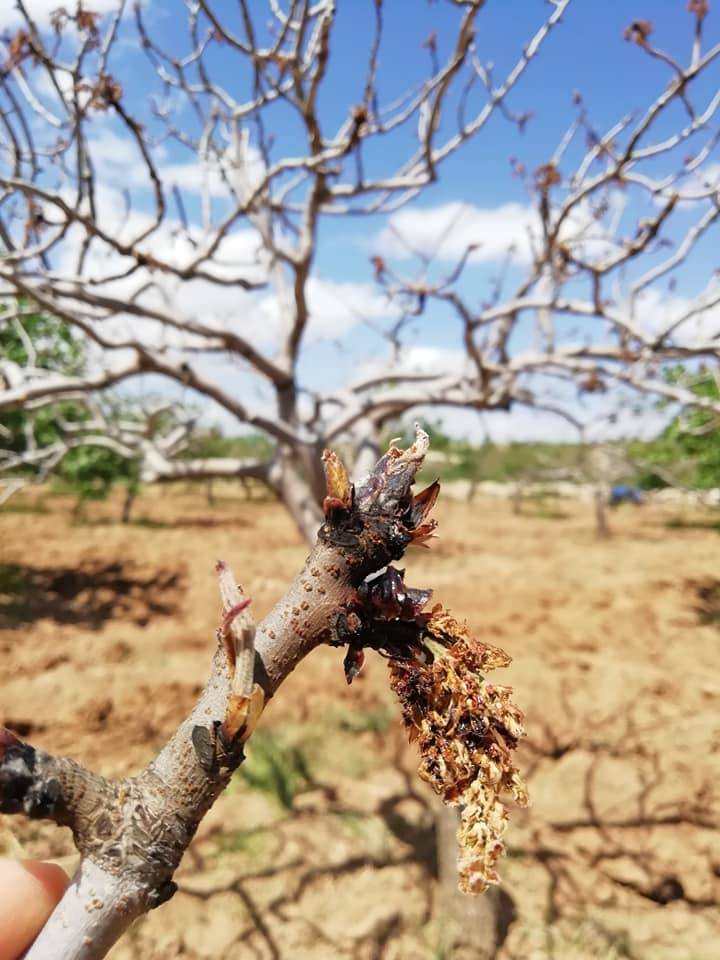 Birecik Dalocak Köyü 5
