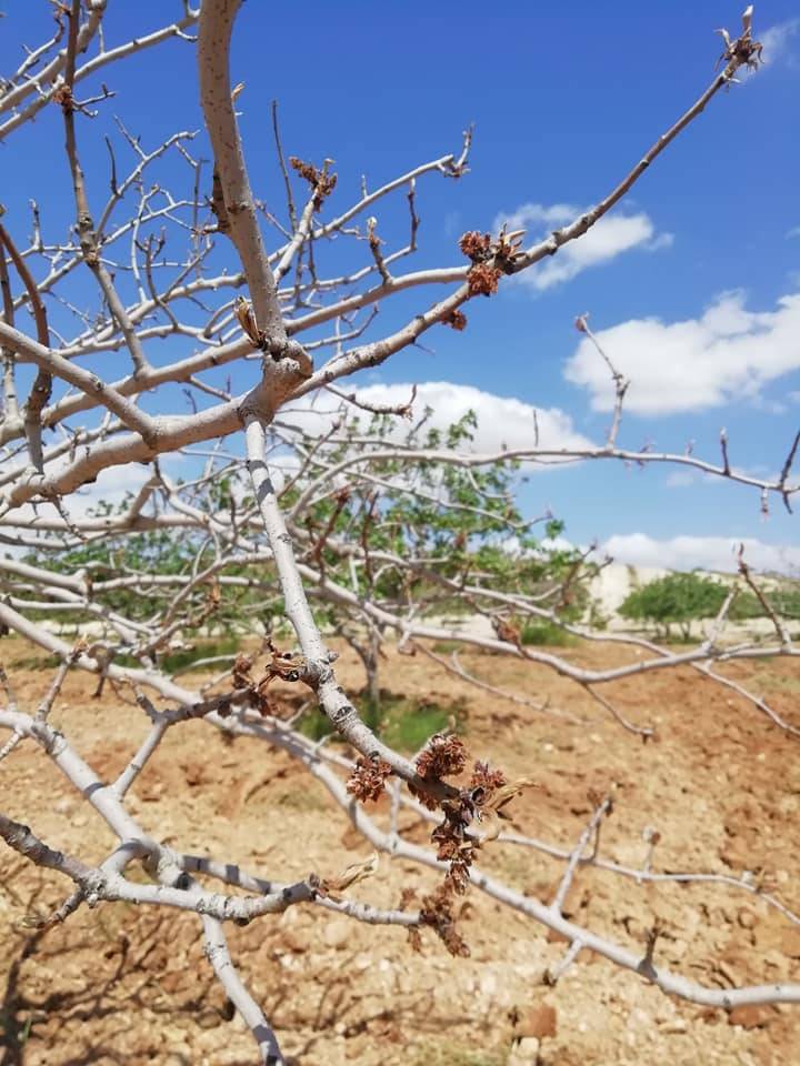 Birecik Dalocak Köyü 8