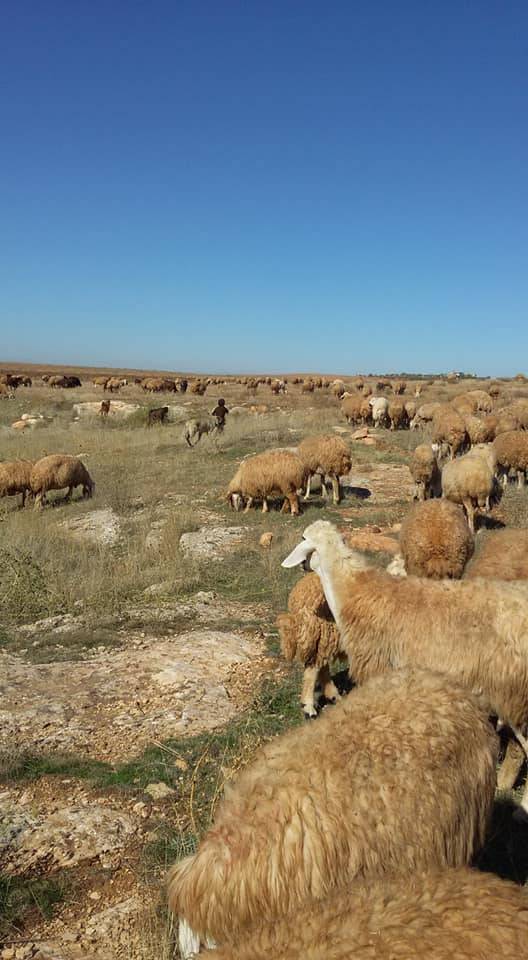 Birecik Damlıca Köyü 5