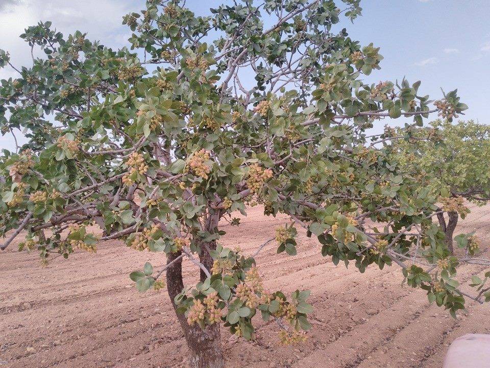 Birecik Dışlık Köyü 1