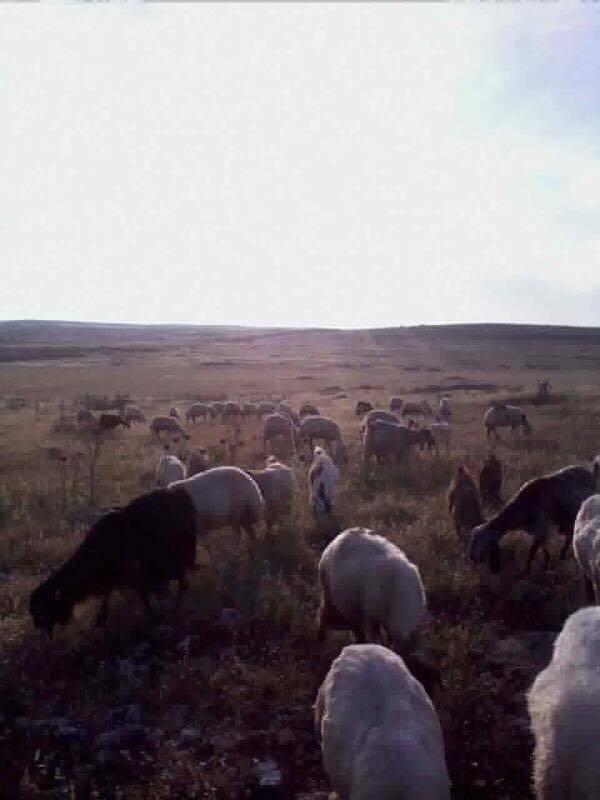 Birecik Dışlık Köyü 5