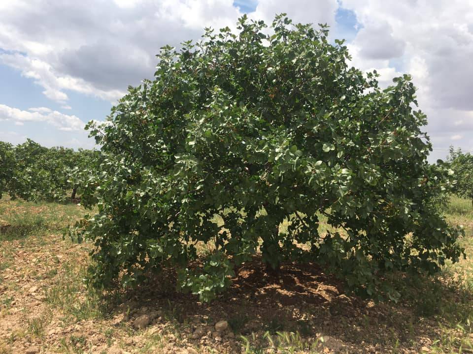 Birecik Diktepe Köyü 1