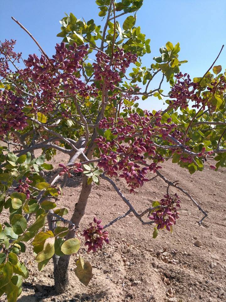 Birecik Diktepe Köyü 8