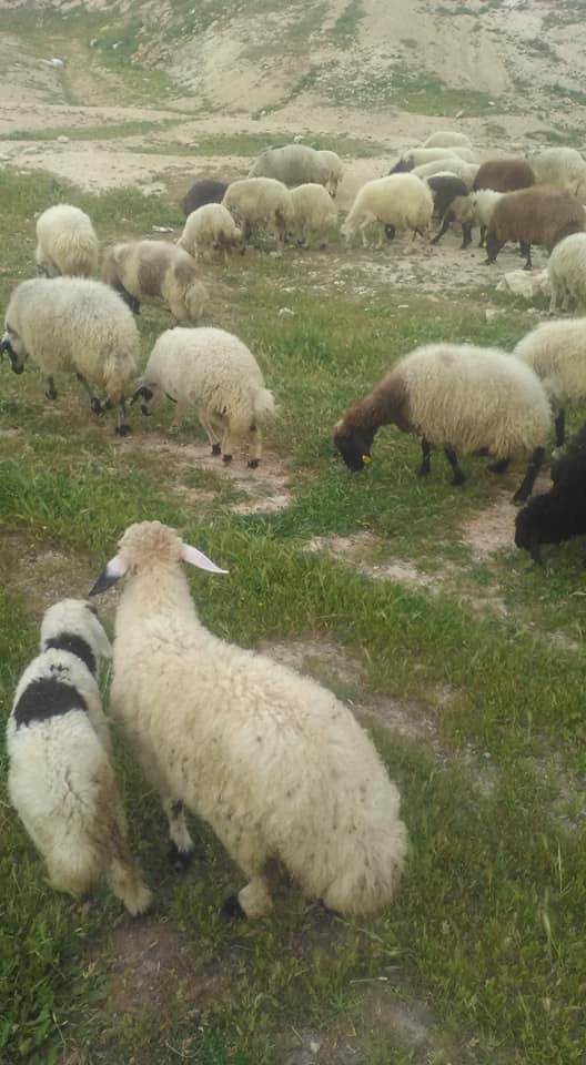 Birecik Divriği Köyü 5