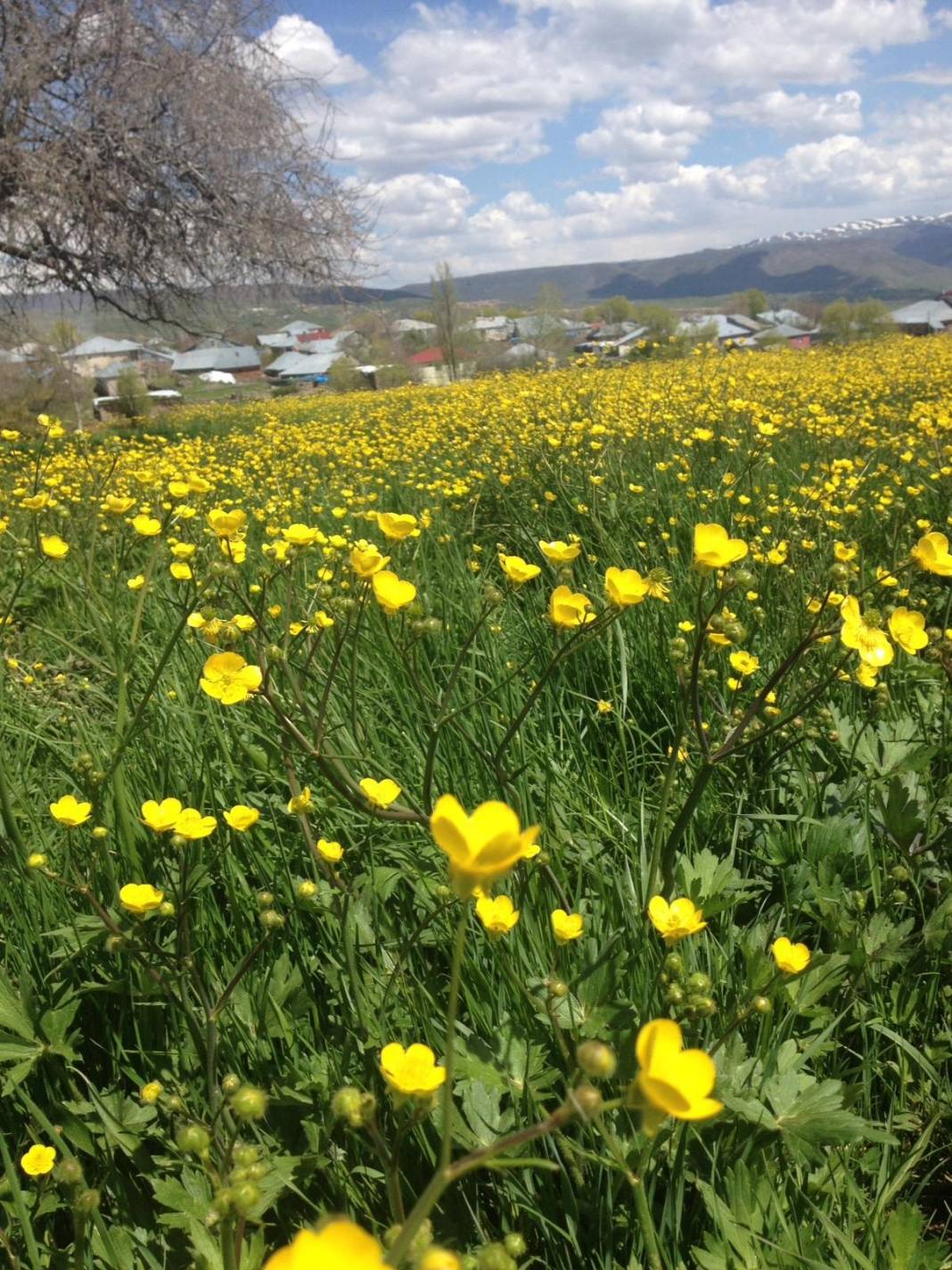 Adaklı Bağlarpınarı Köyü 1