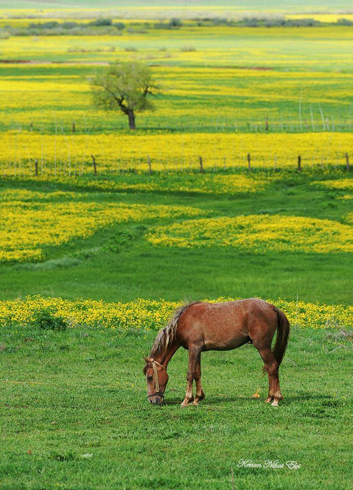 Karlıova Hasanova Köyü Resimleri 1