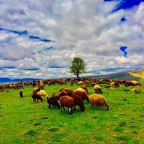 Karlıova Kıraçtepe Köyü Resimleri 1