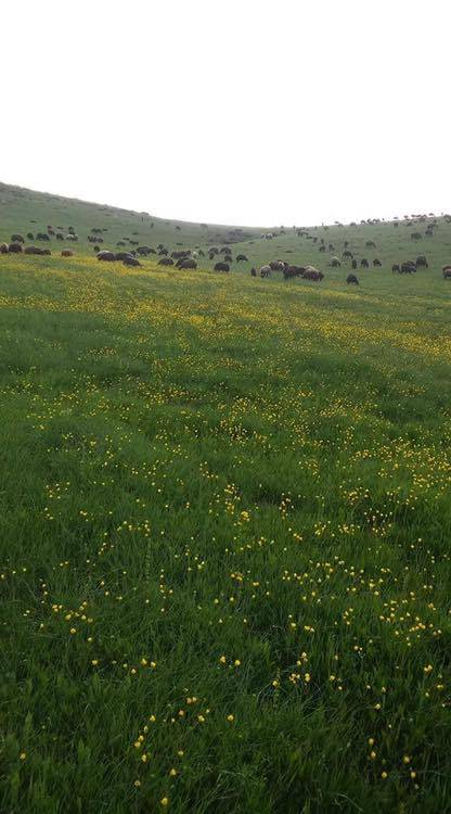 Karlıova Yoncalık  Köyü Resimleri 4