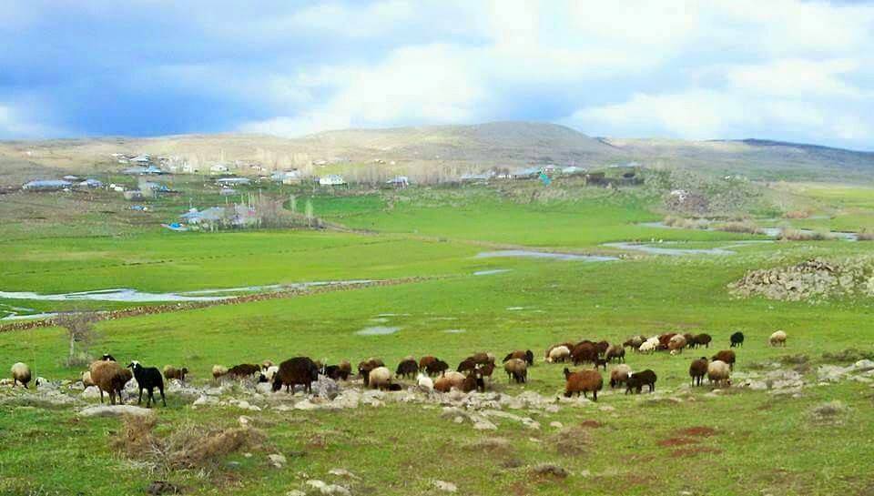 Karlıova Yorgançayır  Köyü Resimleri 4