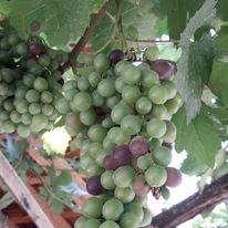 Alaca Akpınar Köyü Resimleri 7