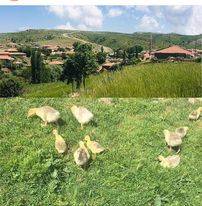 Alaca Belpınar Köyü Resimleri 9