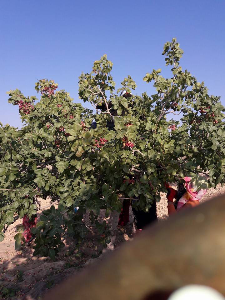 Birecik Düzlüce Köyü Resimleri 4