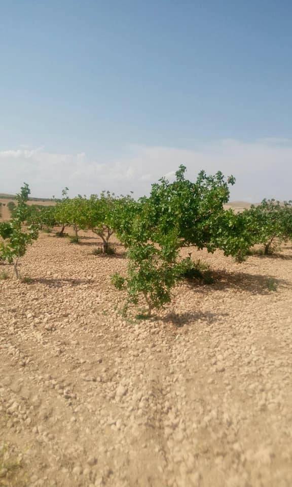 Birecik Göktepe Köyü Resimleri 4