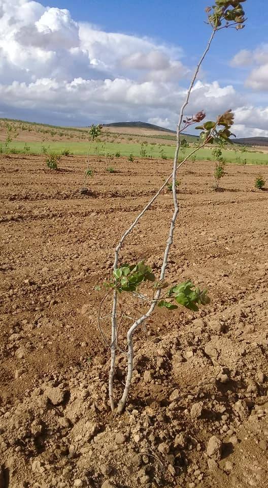 Birecik Göktepe Köyü Resimleri 6