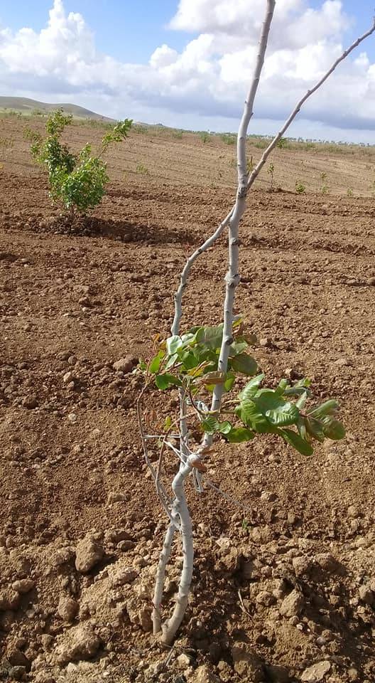 Birecik Göktepe Köyü Resimleri 8