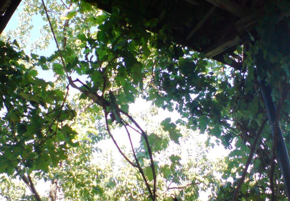 Alaca Çelebibağ Köyü Resimleri 3