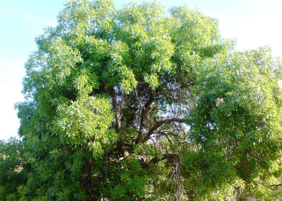 Alaca Çelebibağ Köyü Resimleri 5