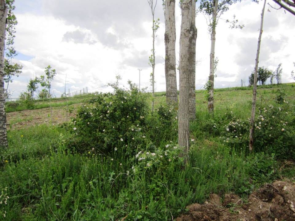 Alaca Çelebibağ Köyü Resimleri 6