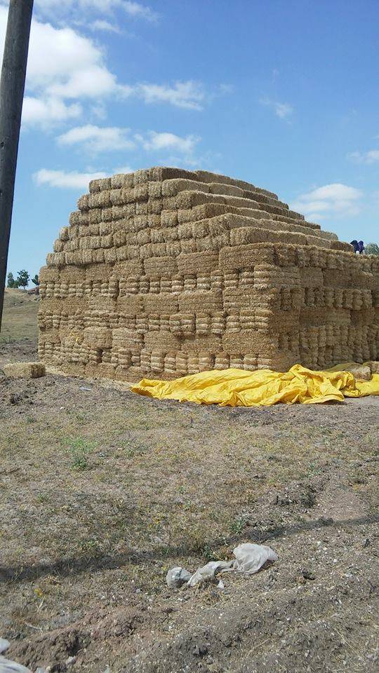 Alaca Dedepınarı Köyü Resimleri 4
