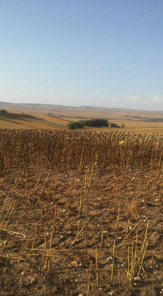 Alaca Dedepınarı Köyü Resimleri 7
