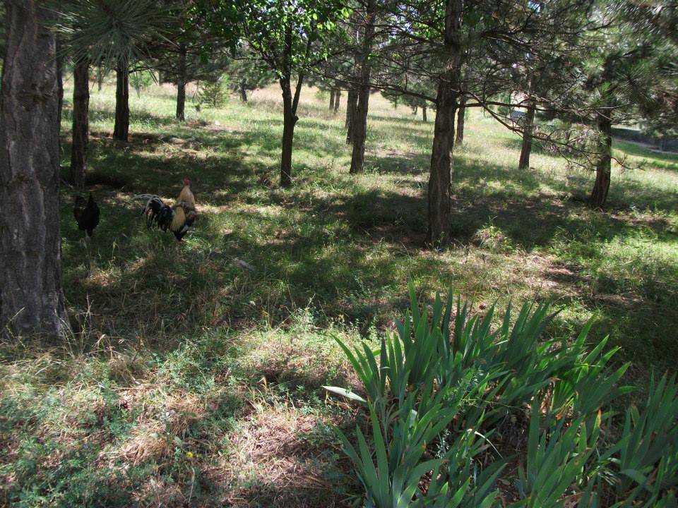 Alaca Eskiyapar Köyü Resimleri 3