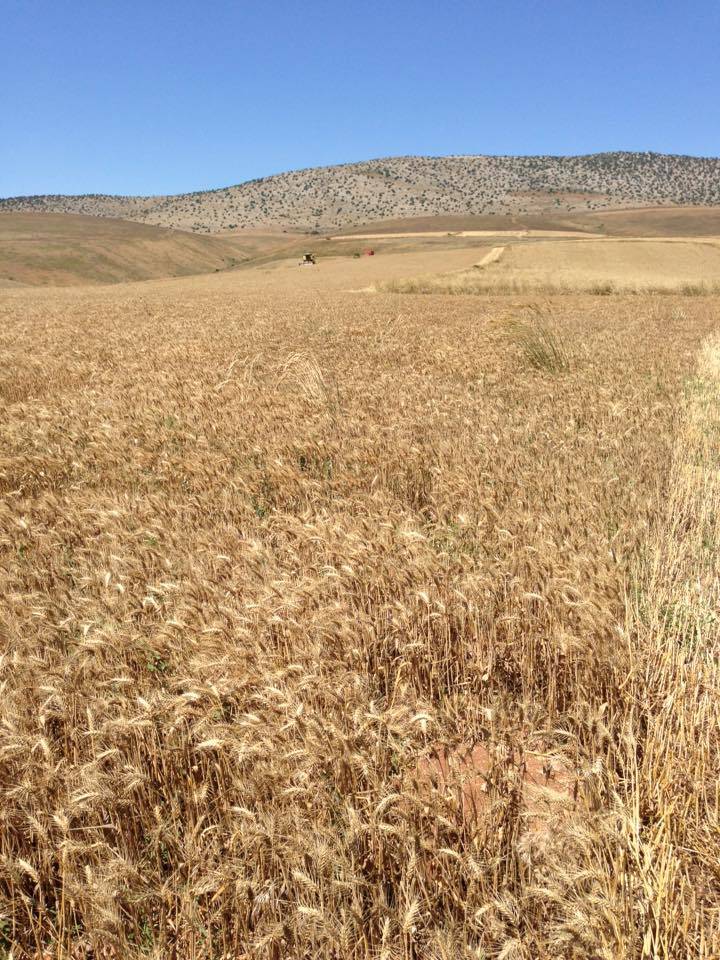 Alaca Kılavuz Köyü Resimleri 7