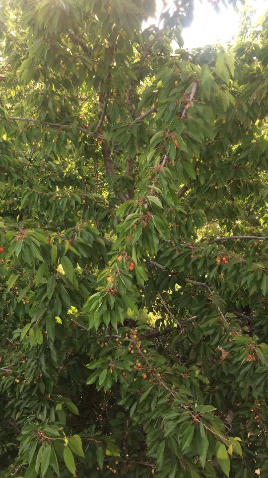 Bayat Akseki Köyü Resimleri 3