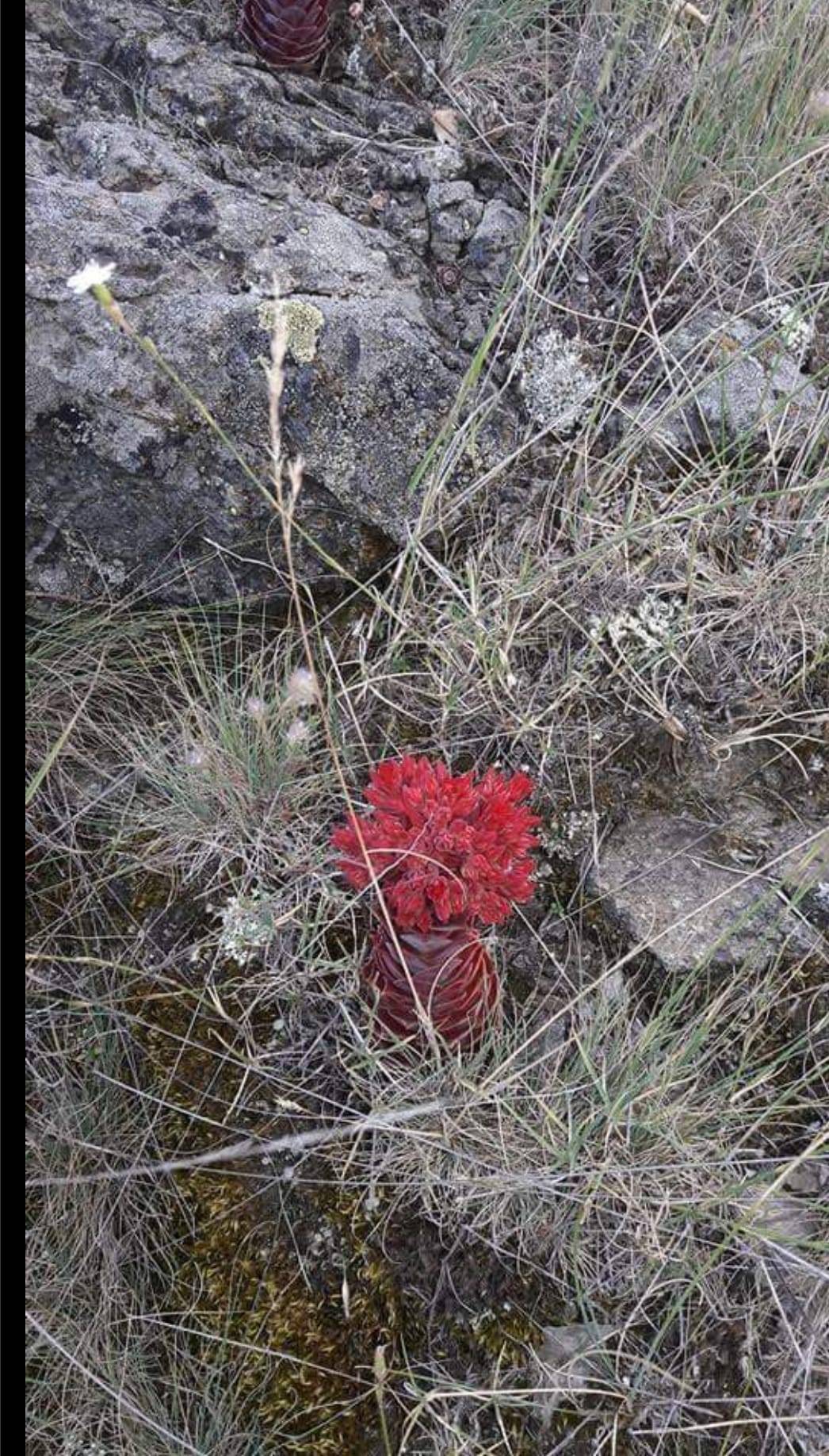 Bayat Akseki Köyü Resimleri 4