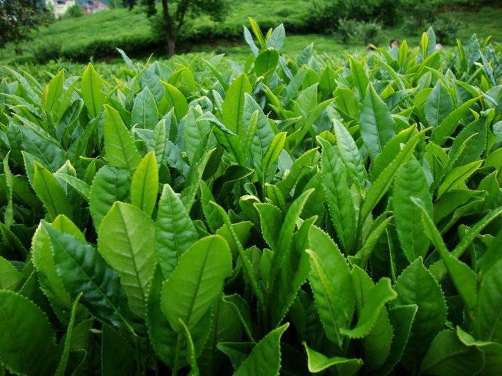 Bayat Bayan Köyü Resimleri 1