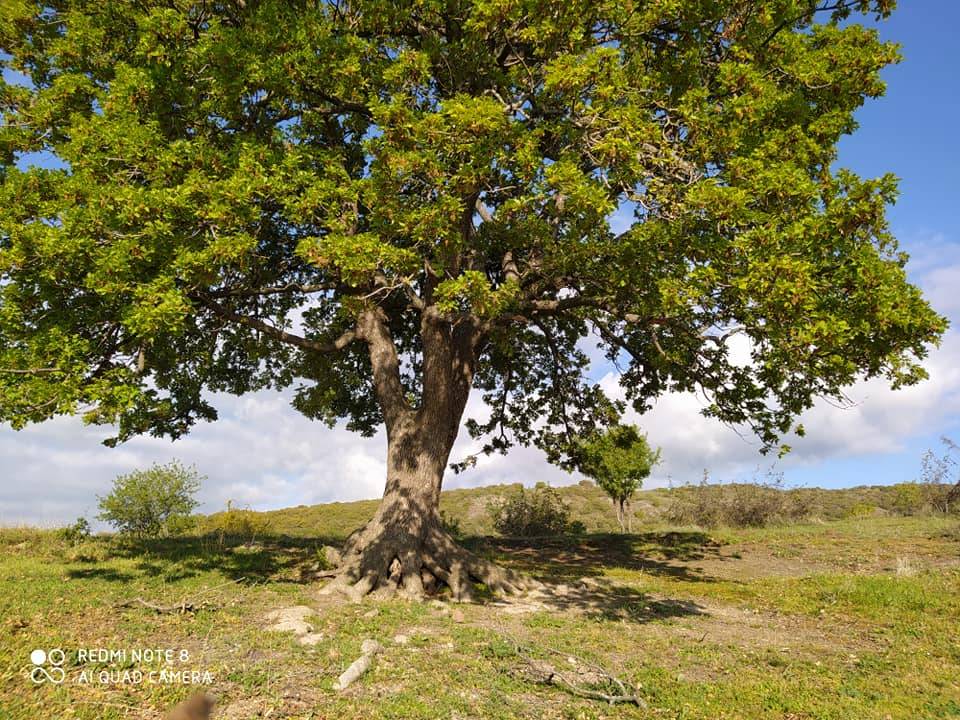 Bayat Çayköy Köyü Resimleri 5