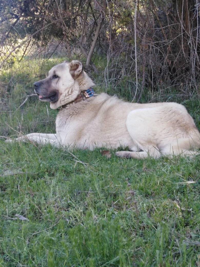 Bayat Emirşah Köyü Resimleri 10