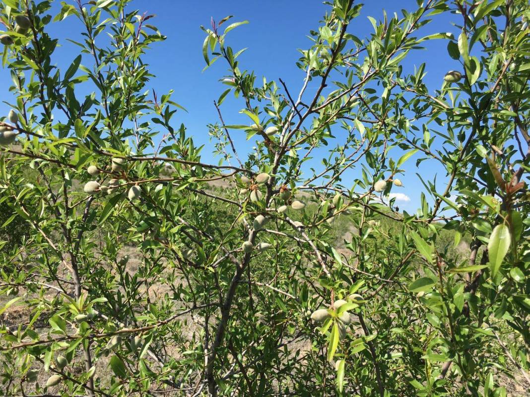 Bayat Hacıbayram Köyü Resimleri 1