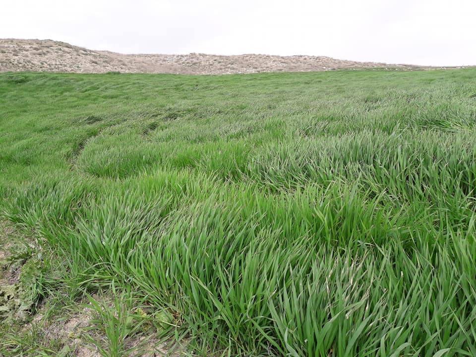 Bayat Köpüklü Köyü Resimleri 9