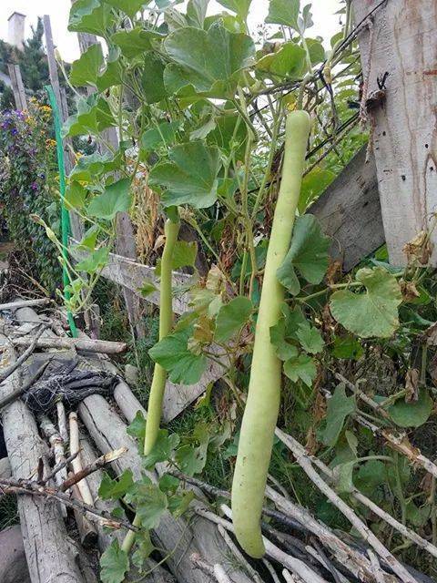 Bayat Kuruçay Köyü Resimleri 1