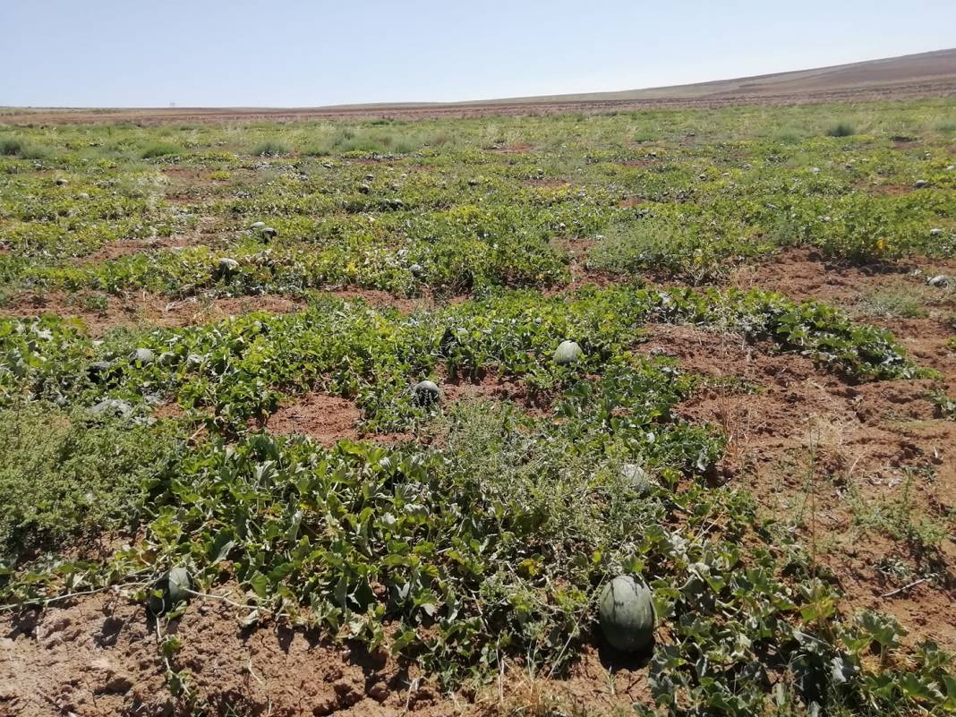 Bayat Sağpazar Köyü Resimleri 11