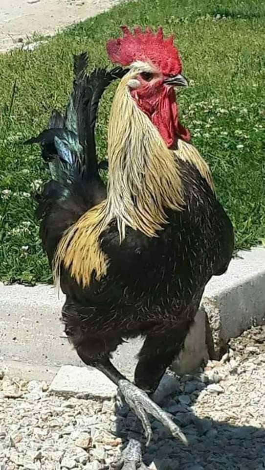 Bayat Sarayköy Köyü Resimleri 4