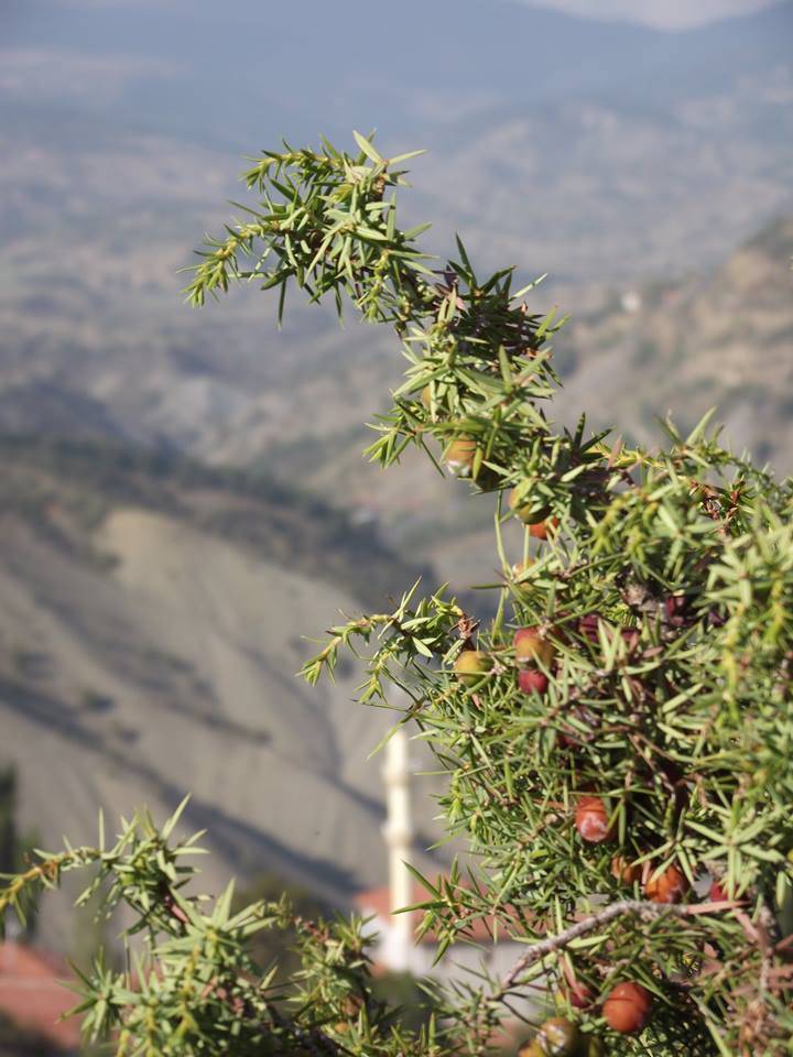 Bayat Yenişıhlar  Köyü Resimleri 3
