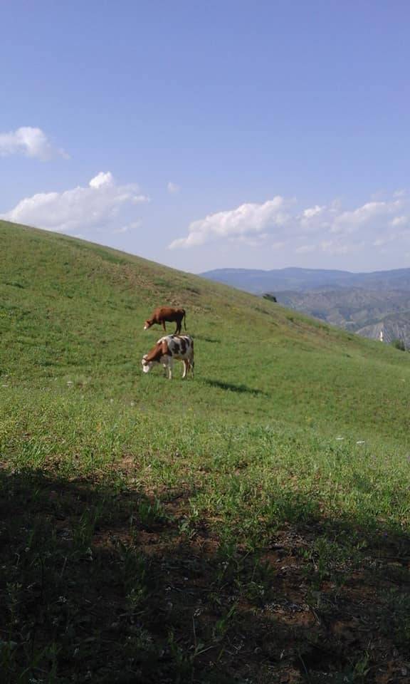 Bayat Yeşilçat Köyü Resimleri 7