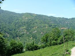 Ardeşen Akkaya Köyü Resimleri 3