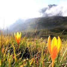 Ardeşen Arıcılar Köyü Resimleri 3