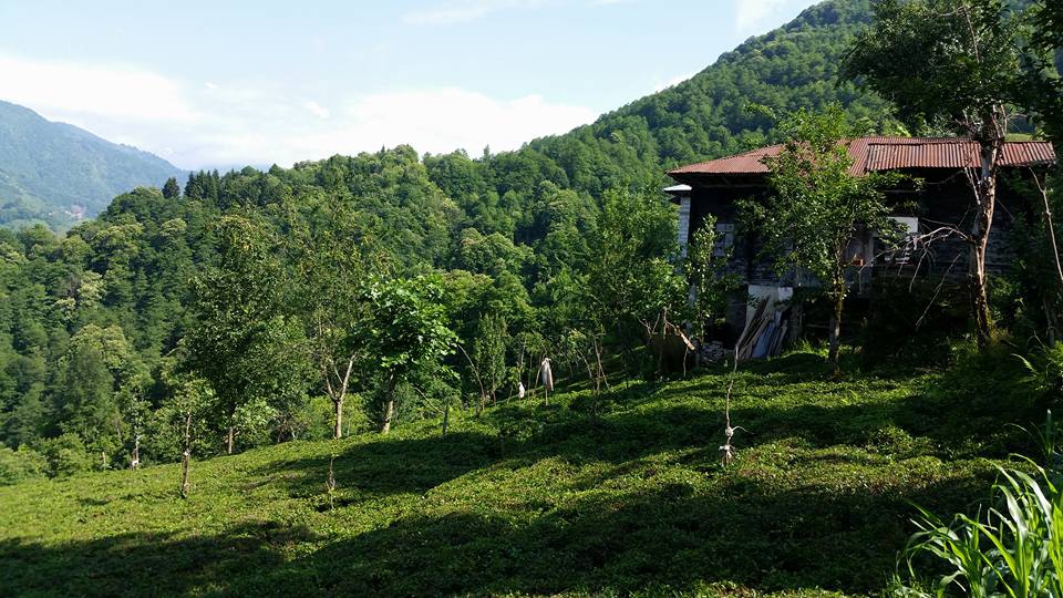 Ardeşen Aşağıdurak Köyü Resimleri 3