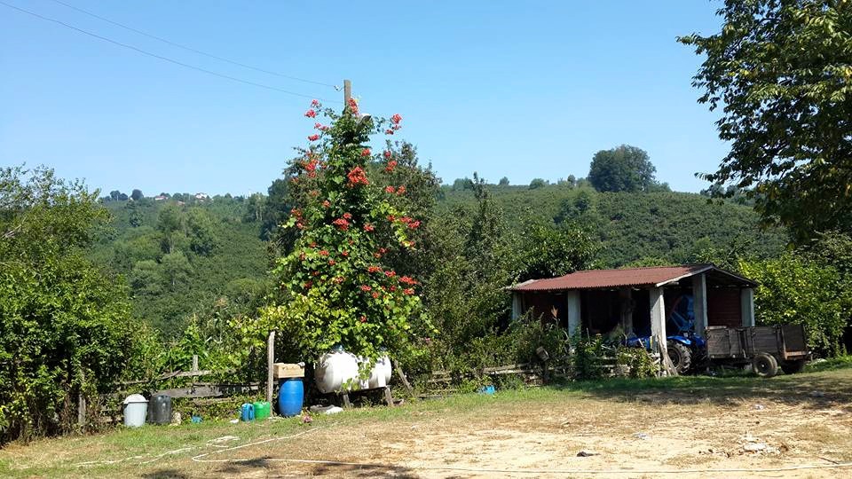 Kocaali Çukurköy Köyü Resimleri 10