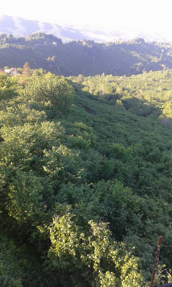 Kocaali Görele Köyü Resimleri 8