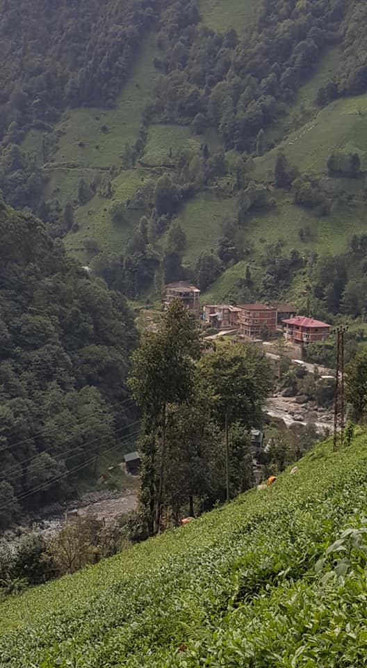 Ardeşen Duygulu Köyü Resimleri 7