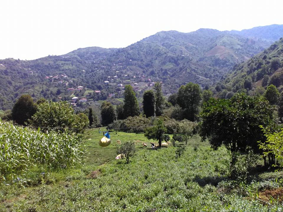 Ardeşen Işıklı Köyü Resimleri 4