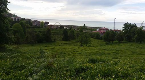 Ardeşen Işıklı Köyü Resimleri 7