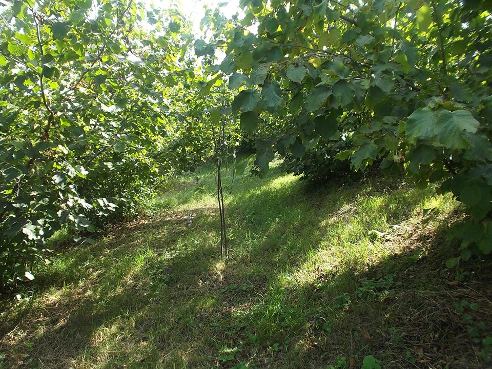 Kocaali Karşı Köyü Resimleri 8