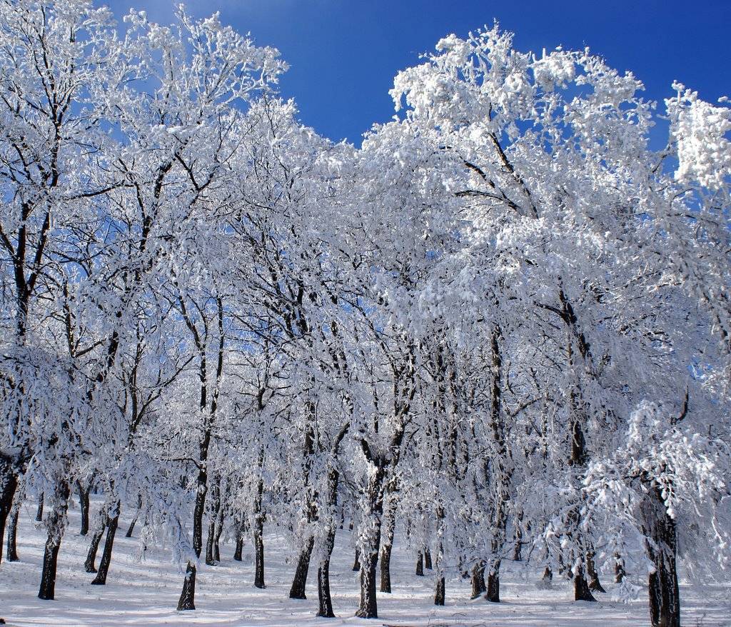 Bozüyük Alibeydüzü Köyü Resimleri 2